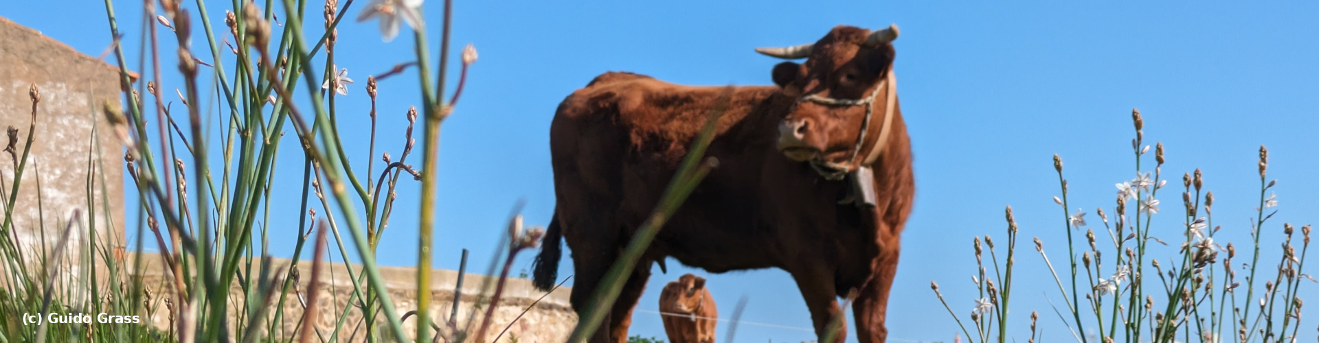 Cow Pasture in Budens